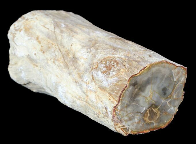 Polished Petrified Wood Limb - Madagascar #54606